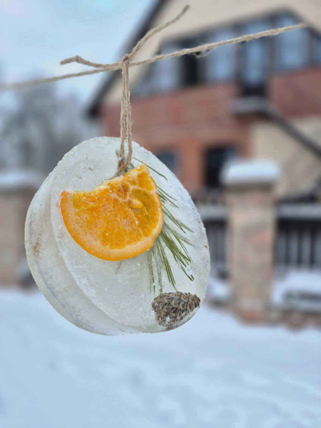 Ledus gabalā iesaldēta apelsīna šķēle un čiekuriņš.