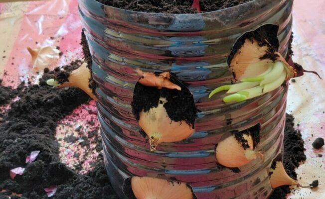 Plastmasas traukā iestādīti sīpoli diedzēšanai.