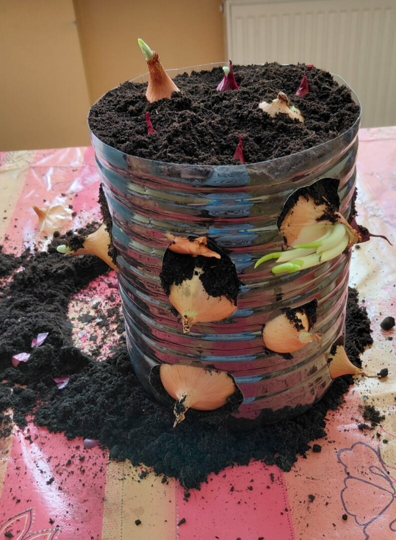 Plastmasas traukā iestādīti sīpoli diedzēšanai.