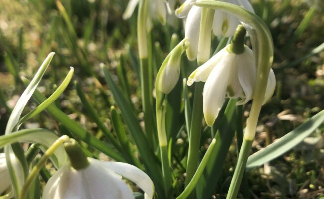 Sniegpulkstenītes zied pļavā